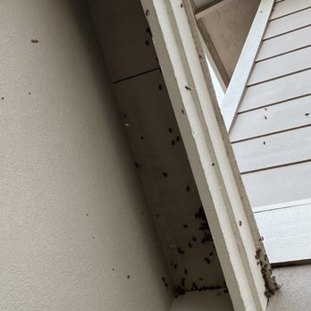 Hawaii bee Hotline - After. Some bees were still there, but they'll be safe. - Pest Control Near Me