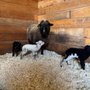 DD Ranch