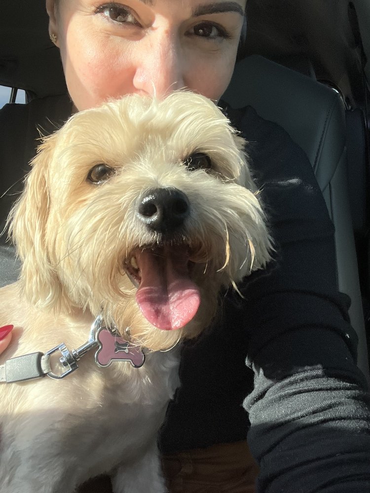 SOUTH TEXAS VETERINARY HOSPITAL Updated September 2024 3808 McPherson Ave, Laredo, Texas