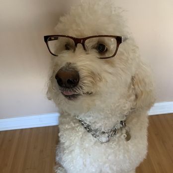 Seoul Optical - My dog love these glasses - Eyewear & Opticians Near Me - Honolulu, Hawaii