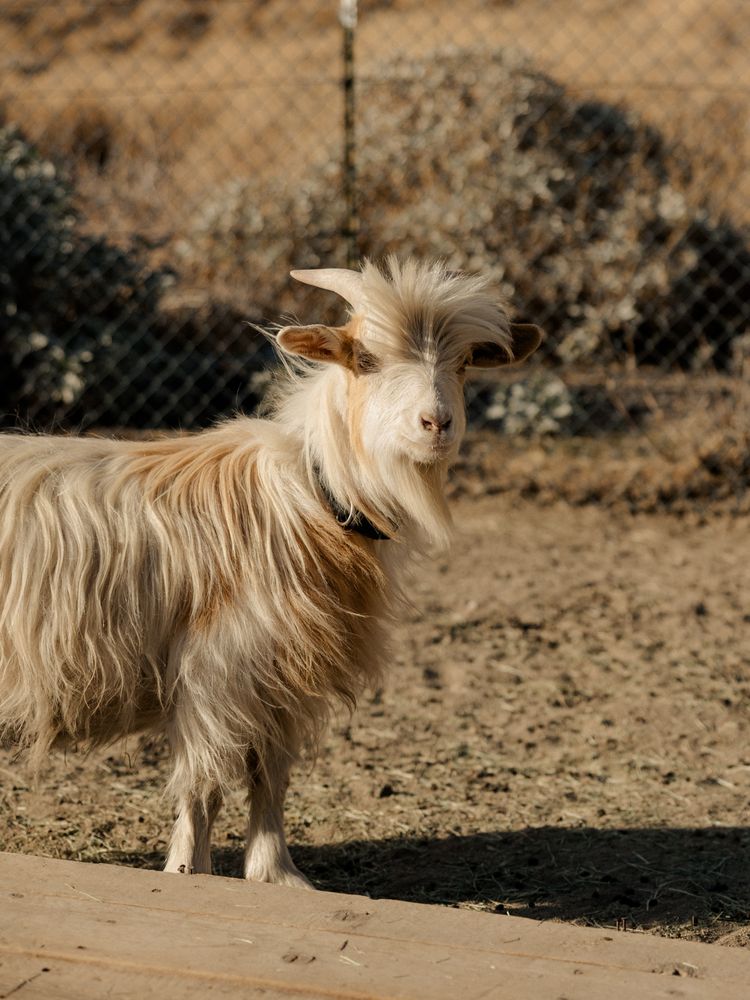 Lost Creek Canyon Ranch Logo