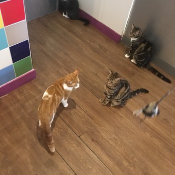 Kitty Café - Pet Adoption Near Me - Nottingham, NTT