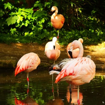 Edinburgh Zoo - Zoos Near Me - Edinburgh, EDH