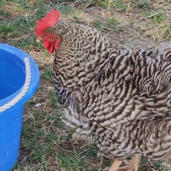 Buck Bay Shellfish Farm - Chickens will keep you company. Try not to run them over. - Seafood Markets Near Me - Olga, Washington Buck Bay Shellfish Farm - Chickens will keep you company. Try not to run them over. - Seafood Markets Near Me - Olga, Washington
