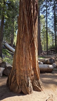 General Grant Tree by null