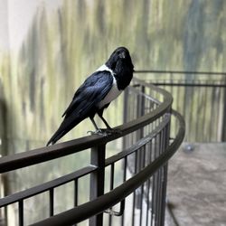 Bird Kingdom