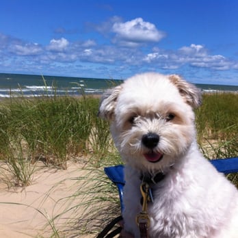 Warren Dunes State Park - Dog friendly Warren Dunes beach.  Dogs must be obedient and on leash. - Parks Near Me - Sawyer, Michigan