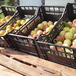 Azienda Agricola Il Pescheto
