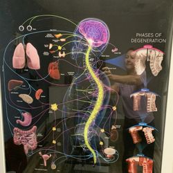 Dower Power Chiropractic - Spine & Nerve System map