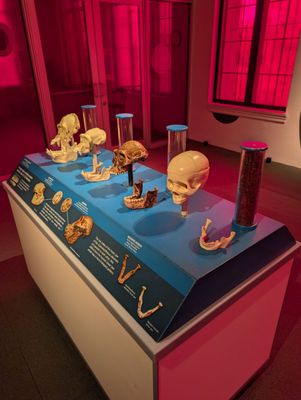 Buffalo Museum of Science by null