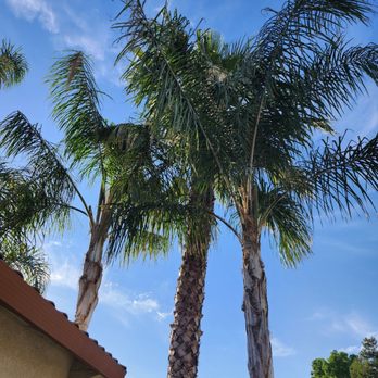 Green Lane Tree Service - Tree Services Near Me - Brentwood, California