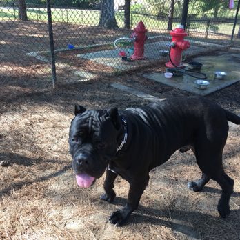 Dog Park At The Rez - My big love, Ozzie - Dog Parks Near Me - Ridgeland, Mississippi Dog Park At The Rez - My big love, Ozzie - Dog Parks Near Me - Ridgeland, Mississippi