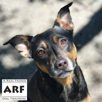 ARF Dog Training Inc. - A Real Friend Dog Training