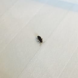 NOT a bedbug! I was told this is an Elder Bush bug & common in the area. Still, no one likes bugs in their hotel room, right? NOT a bedbug! I was told this is an Elder Bush bug & common in the area. Still, no one likes bugs in their hotel room, right?