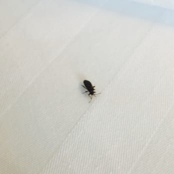 Wood River Inn & Suites - NOT a bedbug! I was told this is an Elder Bush bug & common in the area. Still, no one likes bugs in their hotel room, right? - Hotels Near Me - Hailey, Idaho Wood River Inn & Suites - NOT a bedbug! I was told this is an Elder Bush bug & common in the area. Still, no one likes bugs in their hotel room, right? - Hotels Near Me - Hailey, Idaho
