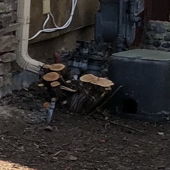 Tree Root Solutions - This huge stump removed with careful precision by Eric. Sprinkler in front, valves behind, pipe below...were untouched. - Tree Services Near Me Tree Root Solutions - This huge stump removed with careful precision by Eric. Sprinkler in front, valves behind, pipe below...were untouched. - Tree Services Near Me