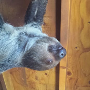 Wildlife Learning Center - More sloth pics 3 - Zoos Near Me - Sylmar, California Wildlife Learning Center - More sloth pics 3 - Zoos Near Me - Sylmar, California