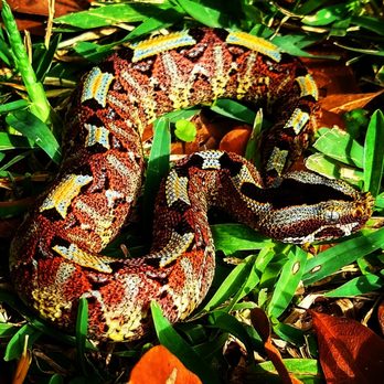 The Serpent Center - Rhino Viper (Bitis nasicornis) - Zoos Near Me - Vance, South Carolina The Serpent Center - Rhino Viper (Bitis nasicornis) - Zoos Near Me - Vance, South Carolina