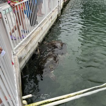 The Turtle Hospital - Turtles - Veterinarians Near Me - Marathon, Florida
