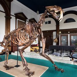 Hawaii Science and Technology Museum - Shawn the Sabertooth