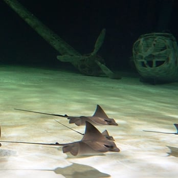 Océarium du Croisic - Les raies du Pacifique - Aquariums Near Me - Croisic Le, 44