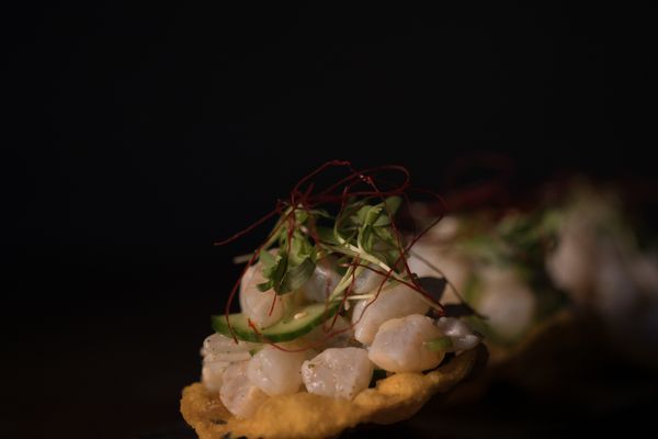 kodo by null kodo by null