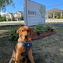 Photo of PAWS of New York
