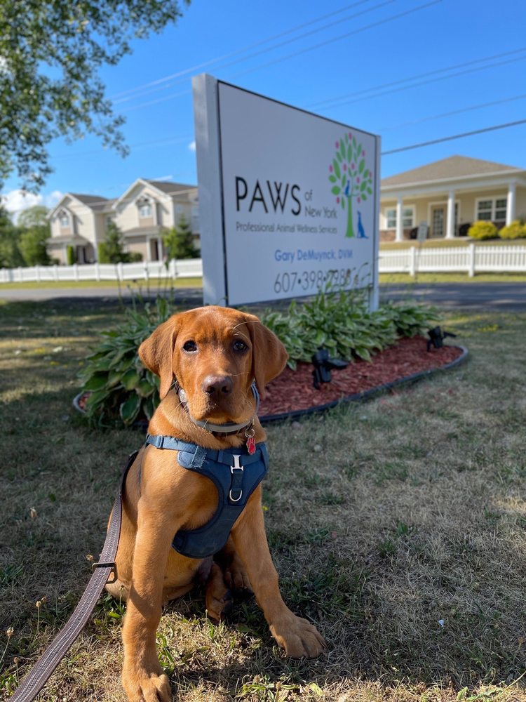 PAWS OF NEW YORK Updated September 2024 517 Gardner Rd, Horseheads, New York Veterinarians