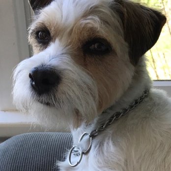 Hingham Animal Clinic - JRT loves HAC. "They're kind & they keep me healthy! I love Reesha!" - Veterinarians Near Me - Hingham, Massachusetts