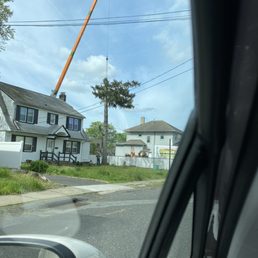 Pine cone tree being removed Pine cone tree being removed