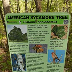Big Creek Greenway - Habitat