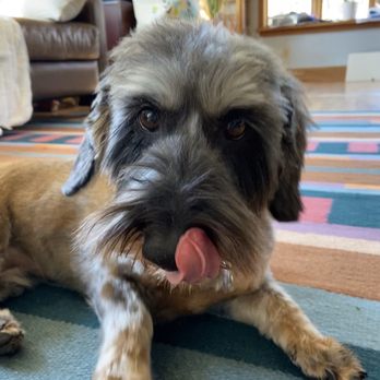 Groom With Me - Pet Groomers Near Me - Hull, Massachusetts
