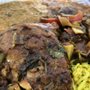 Photo of Relished Africa
