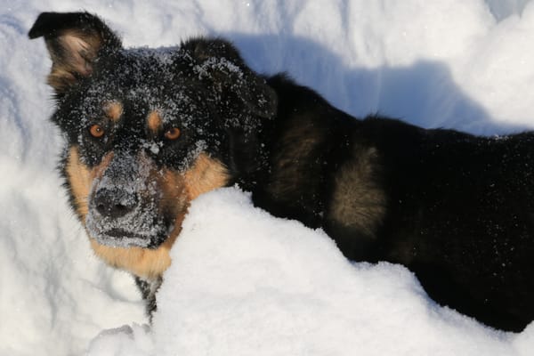 Nose Hill Park by null