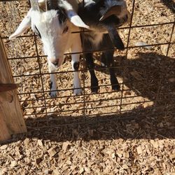 Hunter Farm