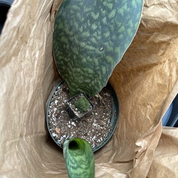 Larch Garden - Million dollar snake plant. - Nurseries & Gardening Near Me - South San Francisco, California