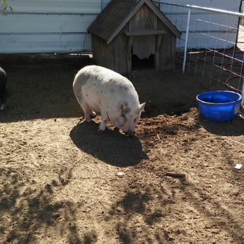 Wishing Star Farm - Kids Activities Near Me - Calhan, Colorado Wishing Star Farm - Kids Activities Near Me - Calhan, Colorado