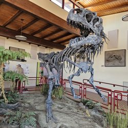 Cleveland-Lloyd Dinosaur Quarry - Dino skeleton