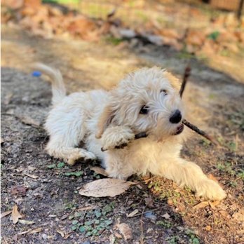 Mountain Creek Labradoodles - Pet Breeders Near Me Mountain Creek Labradoodles - Pet Breeders Near Me