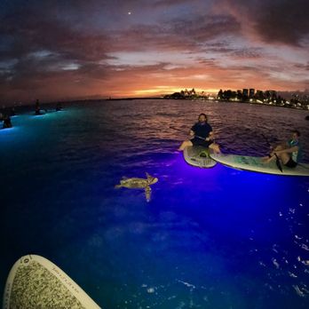 Nocturnal Adventures Hawaii - Just one of the turtles we saw. - Paddleboarding Near Me Nocturnal Adventures Hawaii - Just one of the turtles we saw. - Paddleboarding Near Me
