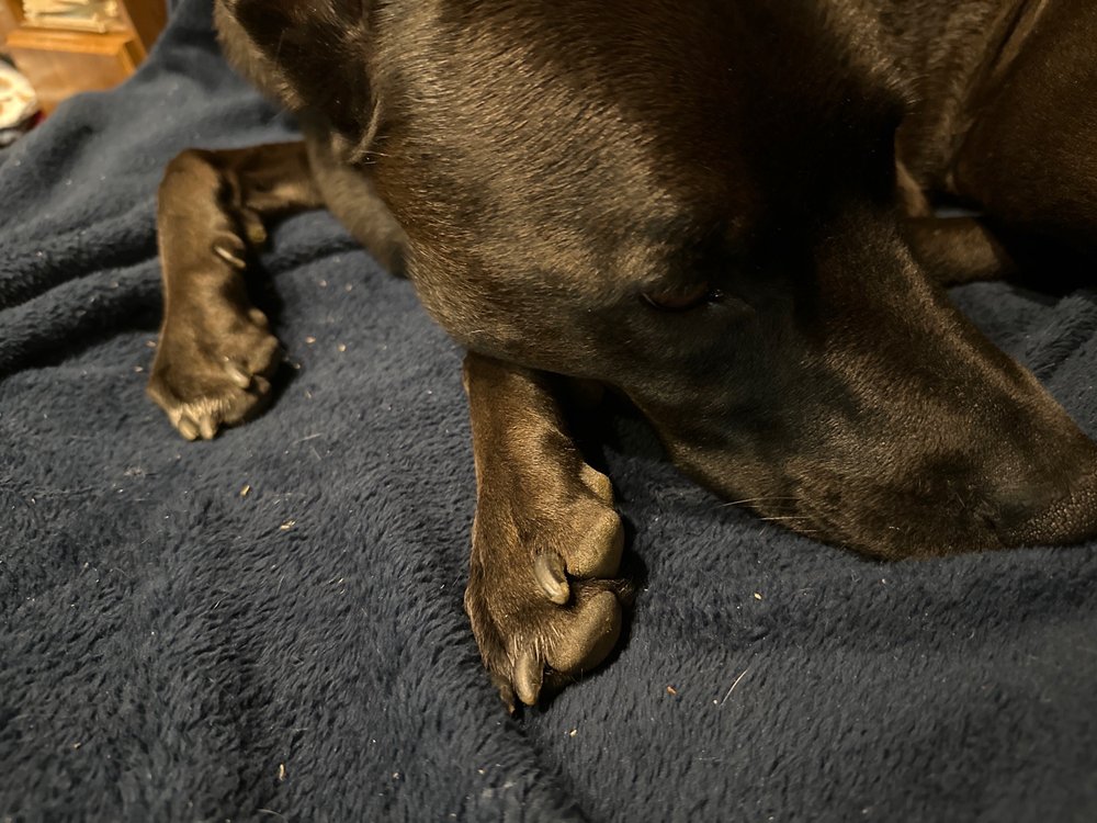 FURRYLICIOUS GROOMING Updated September 2024 21 Photos 1860