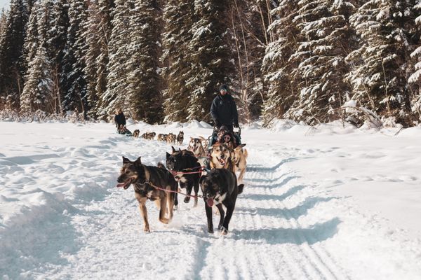 Last Frontier Mushing Co-op by null