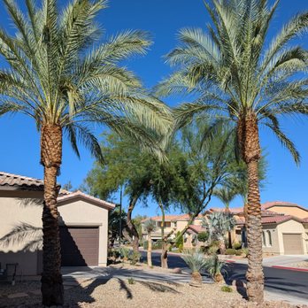A Able Tree Service - 2 Phoenix Date Palms - side of driveway - Landscaping Near Me - Las Vegas, Nevada A Able Tree Service - 2 Phoenix Date Palms - side of driveway - Landscaping Near Me - Las Vegas, Nevada