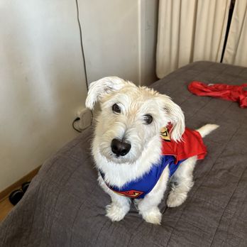 Discount Pets - My dog peanut - Pet Groomers Near Me - Anaheim, California
