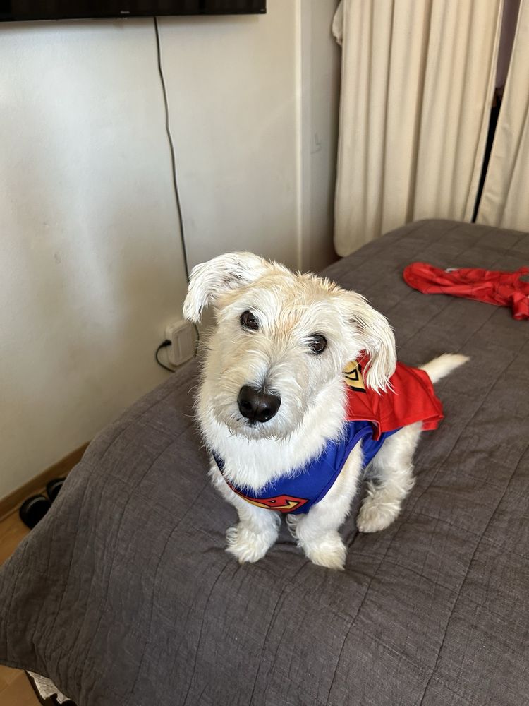 Dog groomed at Discount Pets