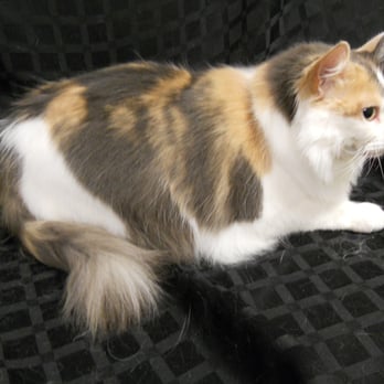 Glamour Puss Pet Services - Misty feels and looks so much better after her groom. - Pet Services Near Me Glamour Puss Pet Services - Misty feels and looks so much better after her groom. - Pet Services Near Me