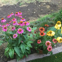 WindWood Gardens - I just had to bring these beauties home with me.