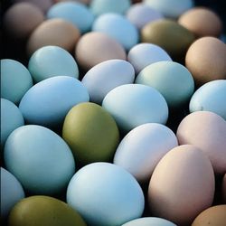 Dirty Dog Organics Farm - Farm Fresh Eggs