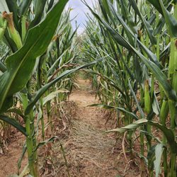 Keema's Pumpkin Farm - Corn Maze
