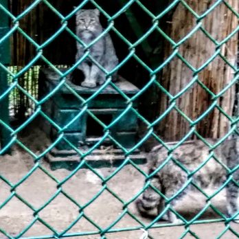 Tiergarten - Zoos Near Me - Neustrelitz, MV